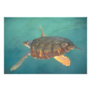 Suche nach toro poster Panama