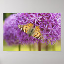Suche nach brauner schmetterling poster Tier