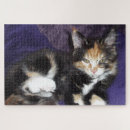 Suche nach kitten puzzle Fotografie