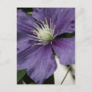 Suche nach clematis postkarten Blätter