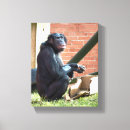 Suche nach schimpansen leinwandbilder Wild