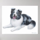 Suche nach für collies poster Blau