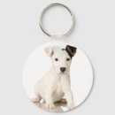 Suche nach jack russel accessoires Haustier