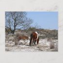 Suche nach assateague postkarten Ponys