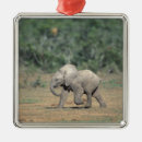 Suche nach südafrika ornamente Natur