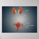Suche nach reproduktionssystem poster Menschlicher körper