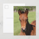 Suche nach bob langrish postkarten Foal