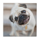 Suche nach möpse fliesen Niedlich