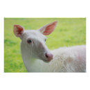 Suche nach albino poster Natur