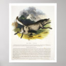 Suche nach canis lupus poster Wolf