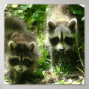 Suche nach raccoons poster Wildtiere