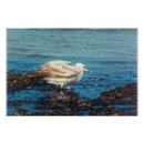 Suche nach seegras poster Natur