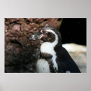 Suche nach der pinguin poster Vogel