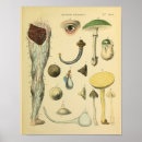 Suche nach vintage medizin poster Anatomisch