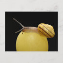 Suche nach schnecke postkarten Überquerung