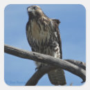 Suche nach bussard aufkleber Für alle