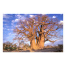 Suche nach baobab poster Adansonia digitata