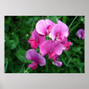 Suche nach orchidee phalaenopsis poster Natur
