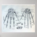 Suche nach knochen poster Anatomie