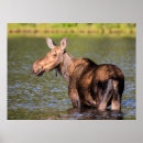 Suche nach parken poster Elch