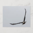 Suche nach großer vogel einladungen Natur