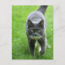 Suche nach katzen mit grünen augen poster postkarten Niedlich