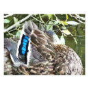 Suche nach blaue federn poster Tiere