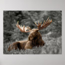 Suche nach elch foto poster Drucken