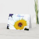 Suche nach weißes gänseblümchen karten Fotografie