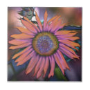 Suche nach sunflower fliesen Fotografie