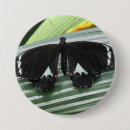 Suche nach orange schmetterling buttons Natur