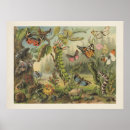 Suche nach vintage insekten poster Käfer