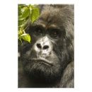 Suche nach ruanda poster Gorilla beringei beringei