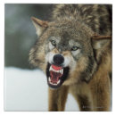 Suche nach graue wölfe fliesen Natur