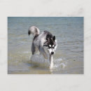 Suche nach schlittenhunde postkarten Winter