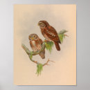 Suche nach owlet Braun