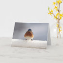 Suche nach blauer vogel karten Tiere