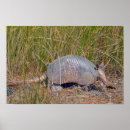 Suche nach armadillo poster Tierwelt