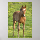 Suche nach irische landschaft poster Pferde
