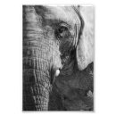 Suche nach elefant foto poster Auge