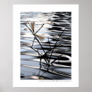 Suche nach wanzen poster Libelle