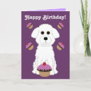 Suche nach bichon frise geburtstag karten Cute