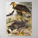 Suche nach birds of prey poster Animal