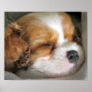 Suche nach cavalier king charles spaniel poster Welpe
