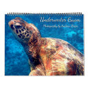 Suche nach schildkröten kalender Strand