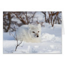 Suche nach buschig postkarten Fleischfresser