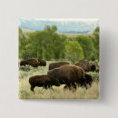 Suche nach bison buttons Gelbstein