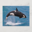 Suche nach killerwale postkarten Orcinus