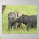 Suche nach asiatische elefanten poster Indischer elefant