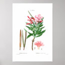 Suche nach oleander poster Vintag